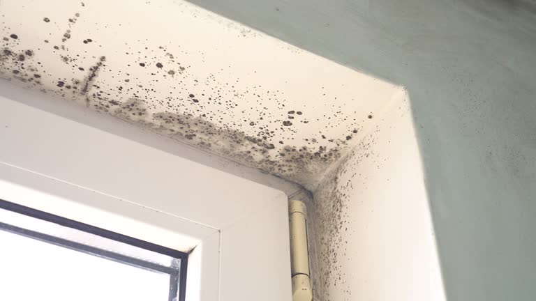 Professional Mold Removal in Hallsville, TX